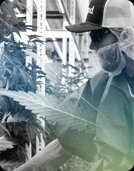 An Ayr Wellness cultivation facility