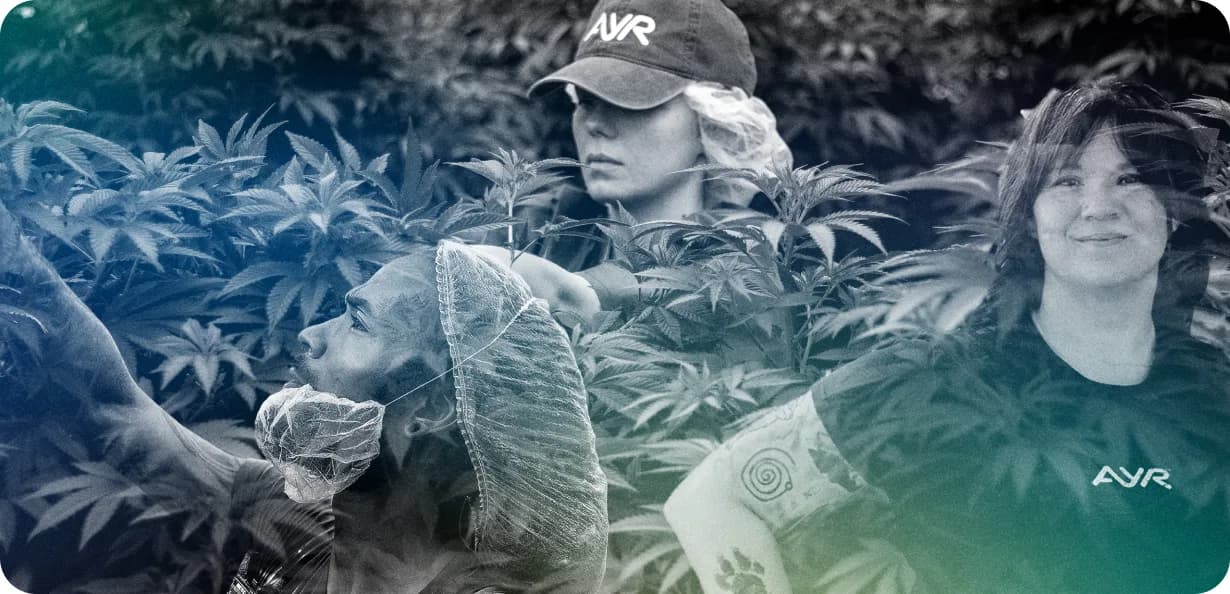 Ayr Wellness team members among cannabis plants